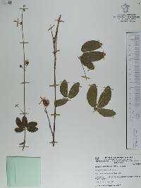 Mimosa albida image