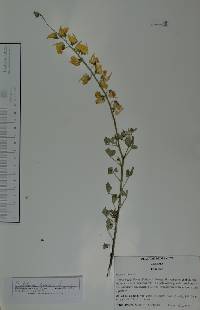 Crotalaria incana image