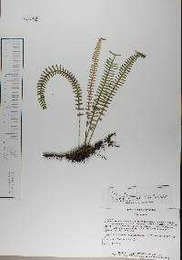 Polypodium furfuraceum image