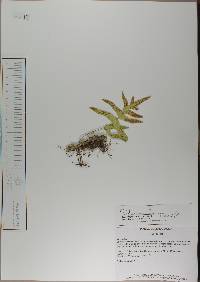 Polypodium plesiosorum image