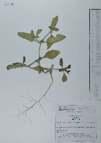 Richardia scabra image