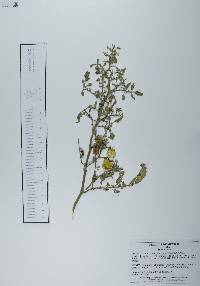 Solanum lycopersicum image
