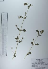Kallstroemia maxima image