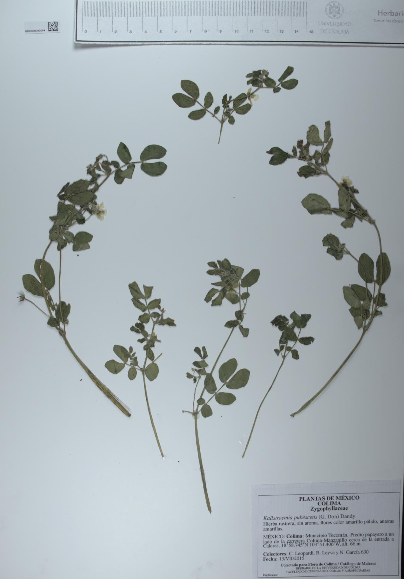 Kallstroemia pubescens image