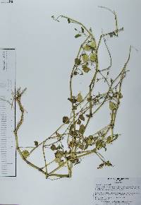 Physalis cordata image