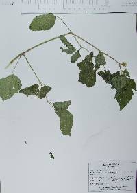 Physalis pubescens image