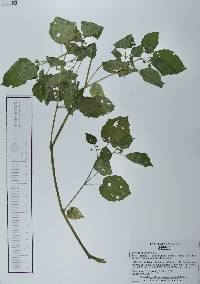 Physalis pubescens image