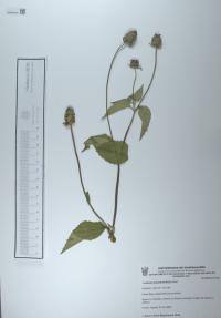 Lantana achyranthifolia image