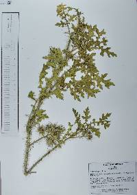 Solanum grayi image