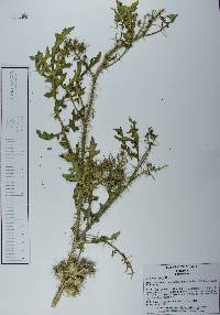 Solanum grayi image
