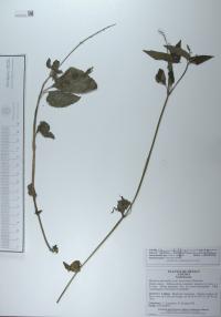Priva lappulacea image