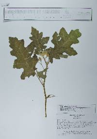 Solanum houstonii image