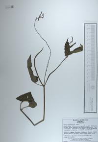 Priva lappulacea image
