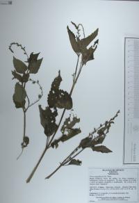 Priva lappulacea image