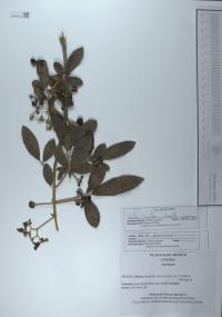 Vitex mollis image