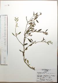 Heliotropium procumbens image