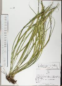 Campyloneurum angustifolium image