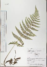 Dryopteris maxonii image