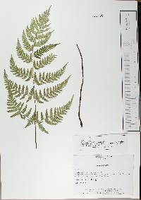 Dryopteris rossii image