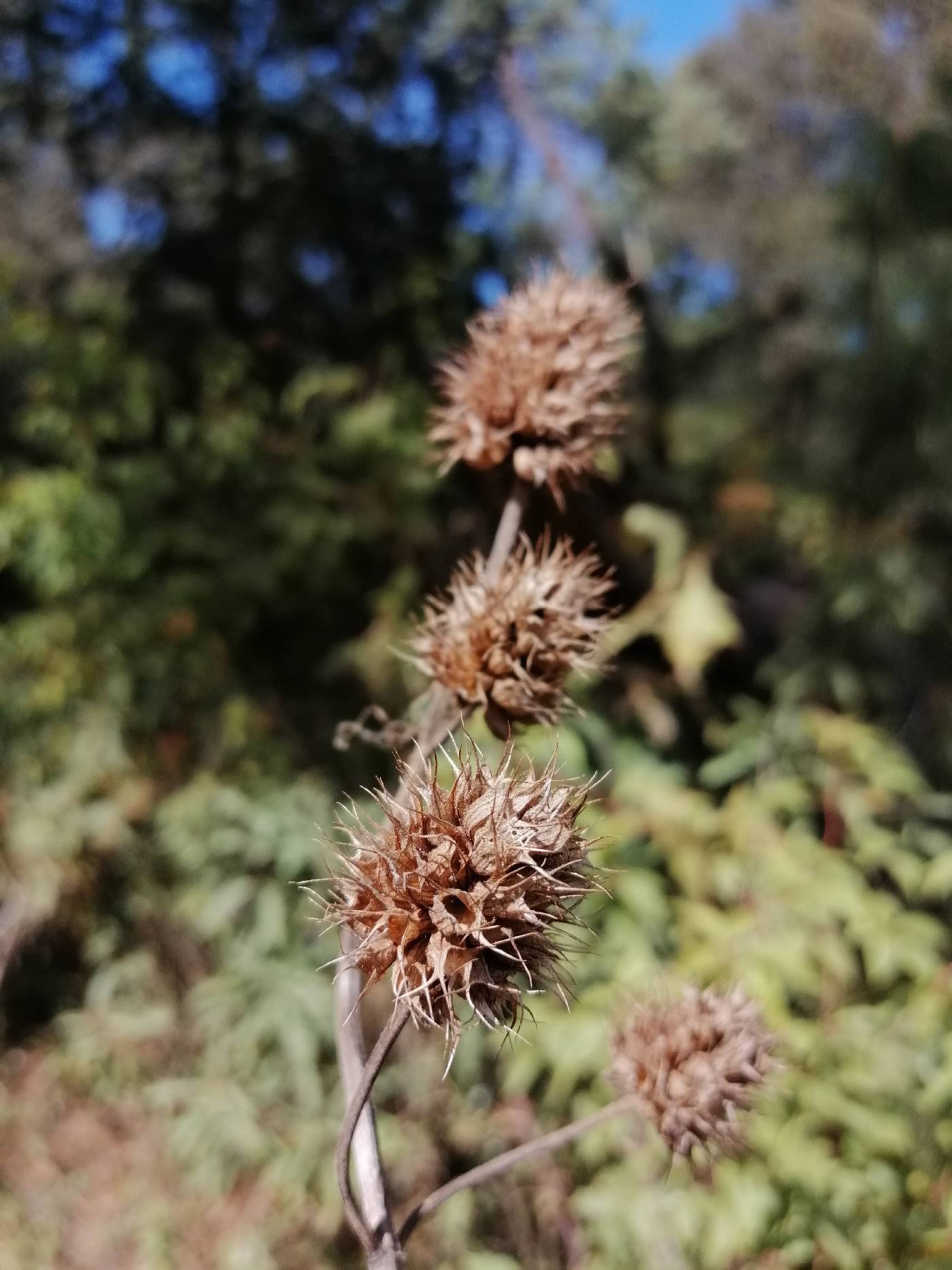 Lepechinia caulescens image