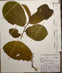 Annona purpurea image