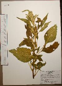 Amaranthus palmeri image