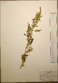 Amaranthus spinosus image