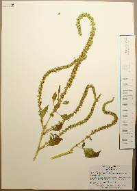 Amaranthus palmeri image