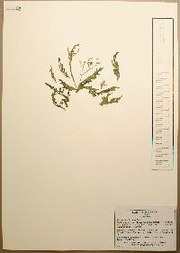 Parthenium hysterophorus image