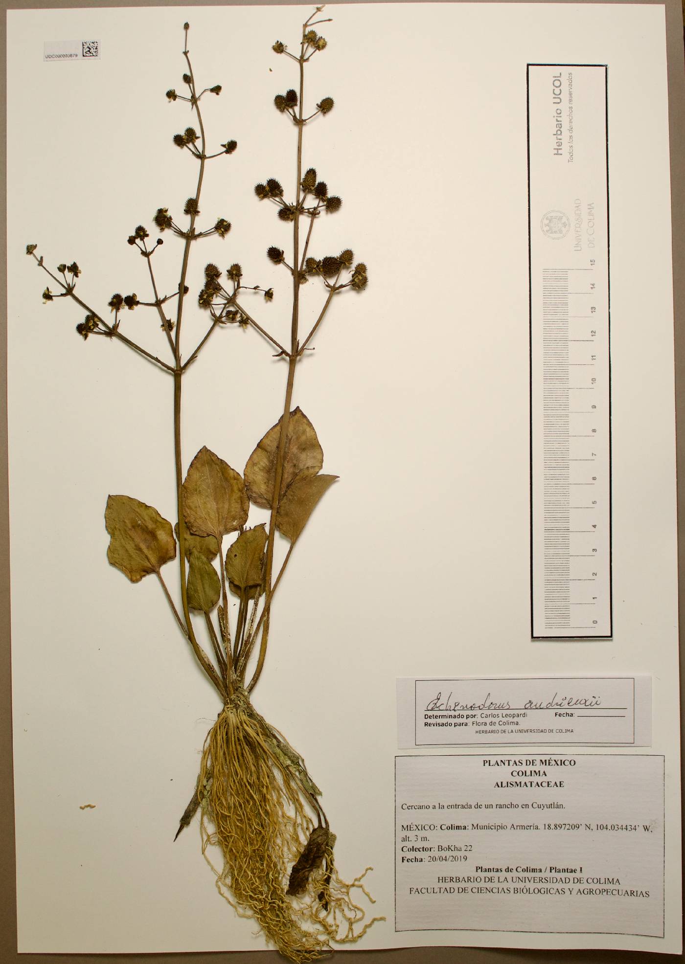 Echinodorus andrieuxii image