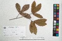 Quercus eduardi image