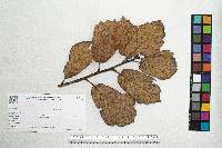 Quercus crassifolia image