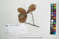 Quercus crassifolia image