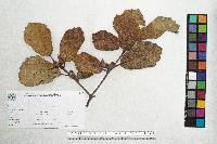 Quercus crassifolia image