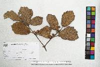 Quercus crassifolia image