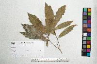 Quercus centenaria image