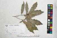 Quercus centenaria image