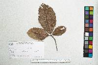 Quercus magnoliifolia image