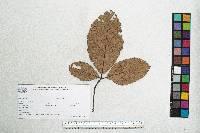 Quercus magnoliifolia image