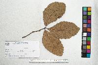 Quercus magnoliifolia image