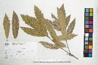 Quercus centenaria image