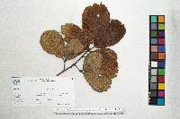 Quercus crassifolia image