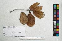 Quercus crassifolia image