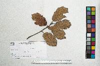 Quercus crassifolia image