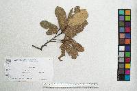 Quercus castanea image