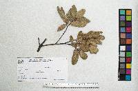 Quercus eduardi image