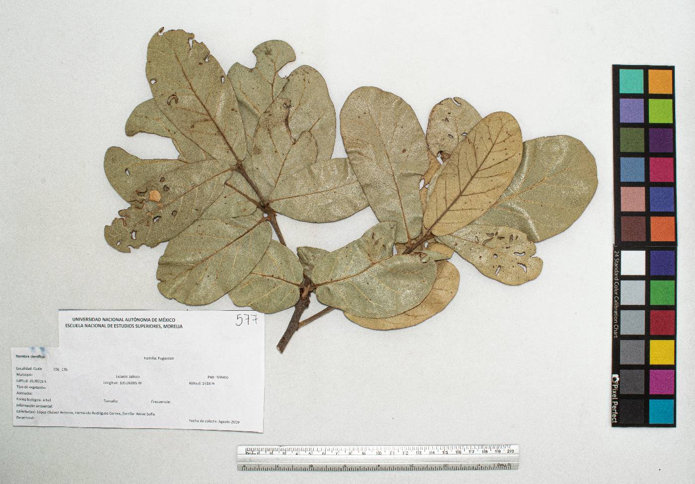 Quercus mexiae image