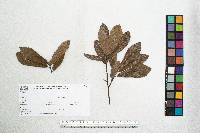 Quercus laeta image