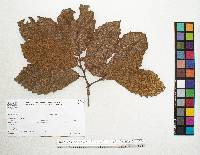 Quercus magnoliifolia image