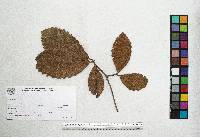 Quercus magnoliifolia image